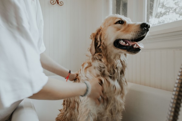 Peluquería de mascotas